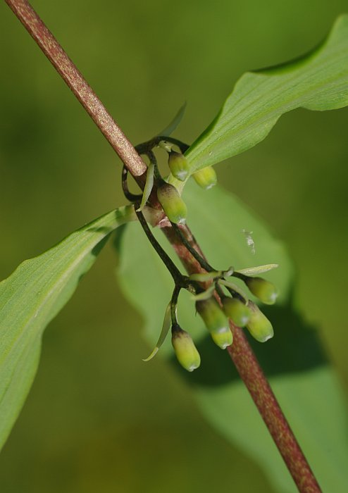 Image of Polygonatum zanlanscianense specimen.