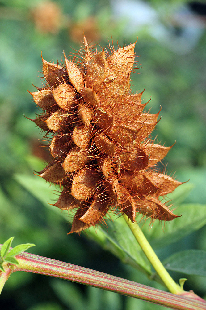 Image of Glycyrrhiza echinata specimen.