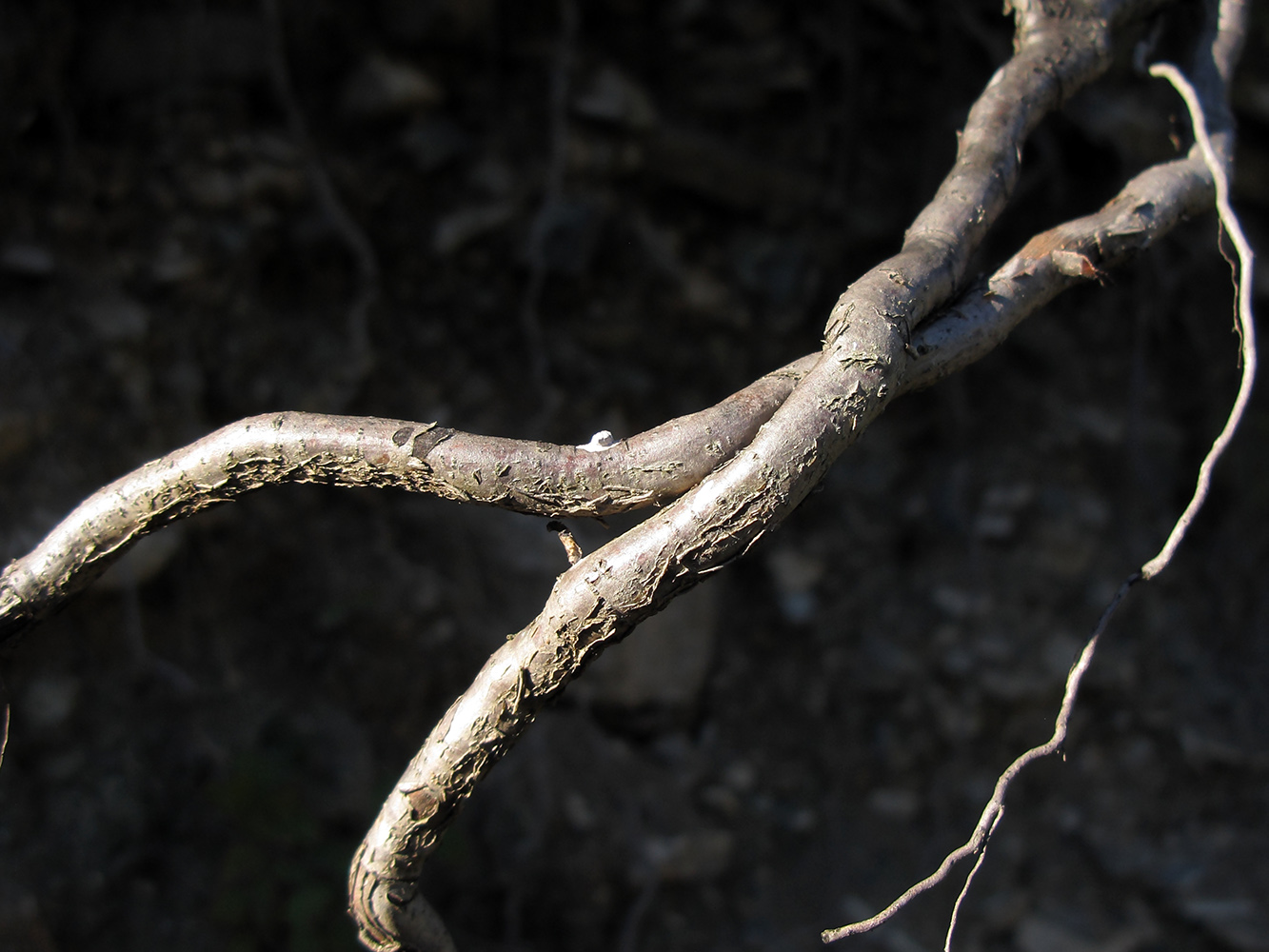 Изображение особи Corylus avellana.