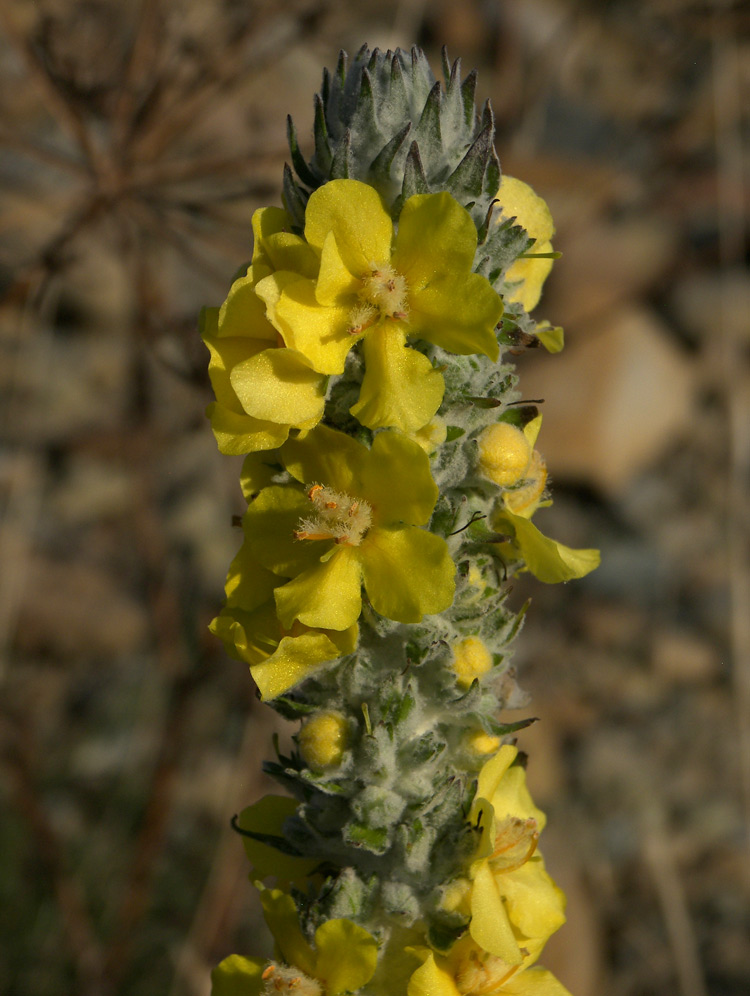 Изображение особи Verbascum gnaphalodes.