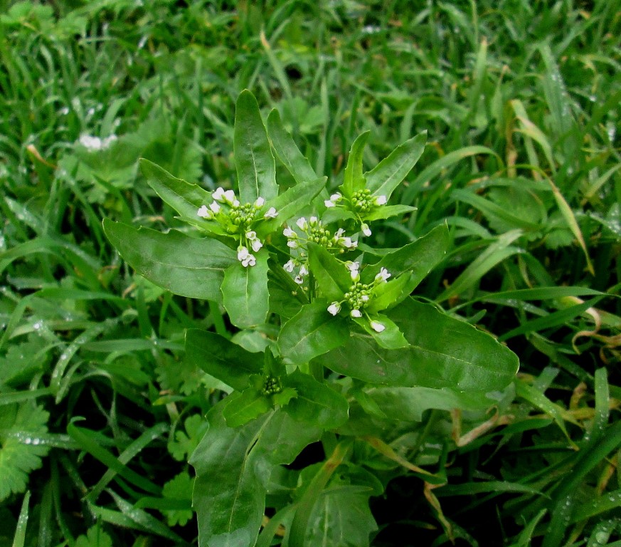 Image of Thlaspi arvense specimen.