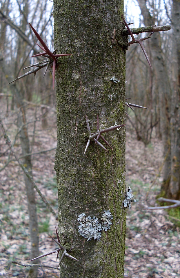 Изображение особи Gleditsia triacanthos.