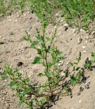 Chenopodium acerifolium