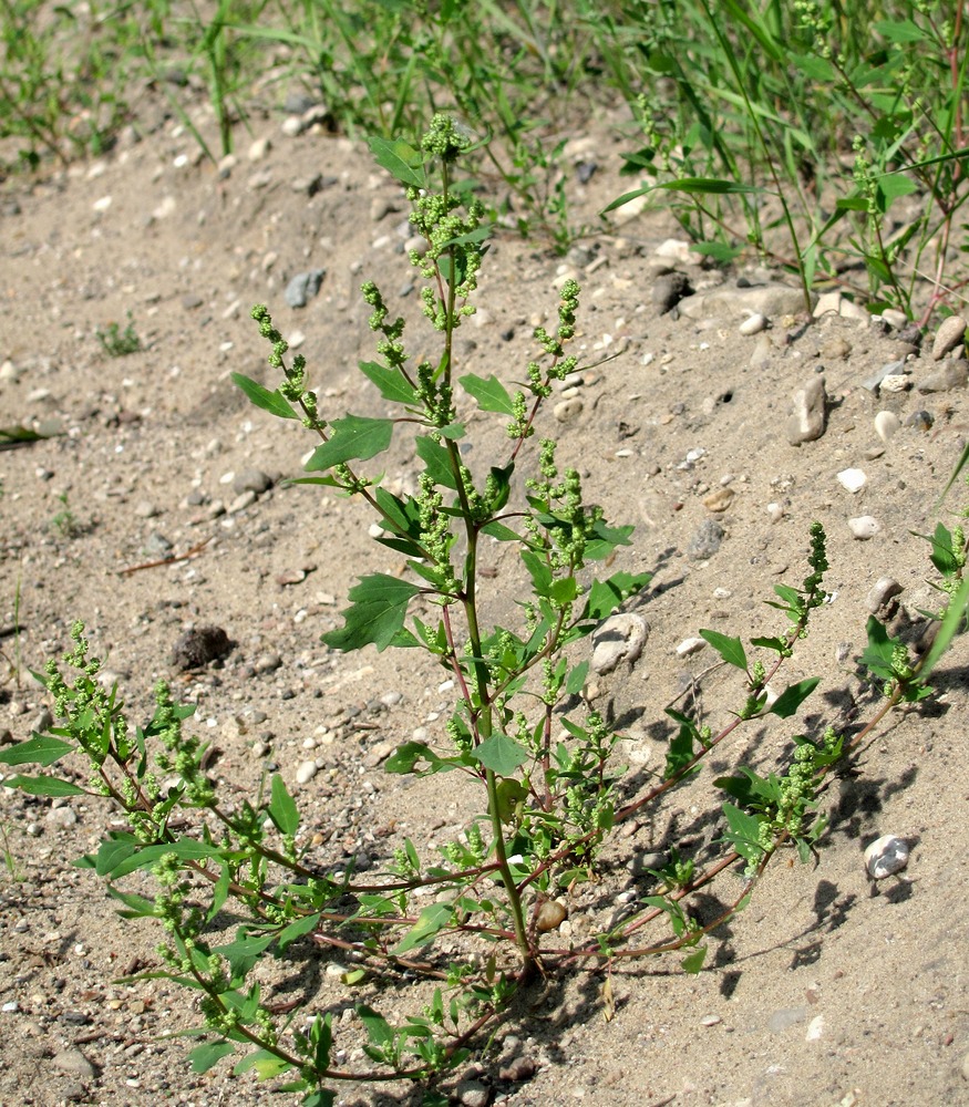 Image of Chenopodium acerifolium specimen.