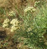 Achillea micranthoides