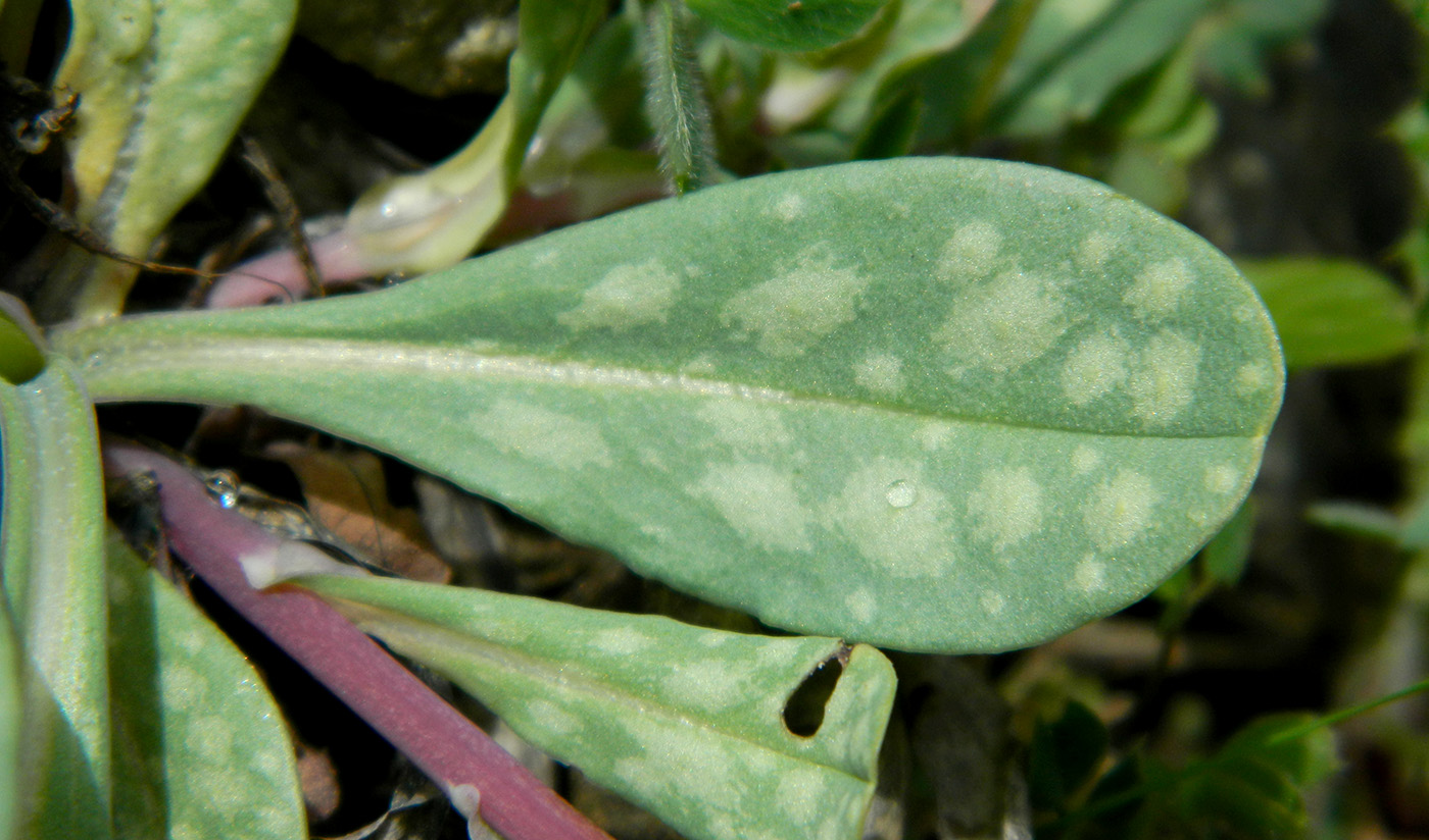 Image of Cerinthe glabra ssp. caucasica specimen.