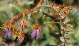 Solanum pyracanthum