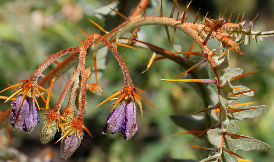Изображение особи Solanum pyracanthum.