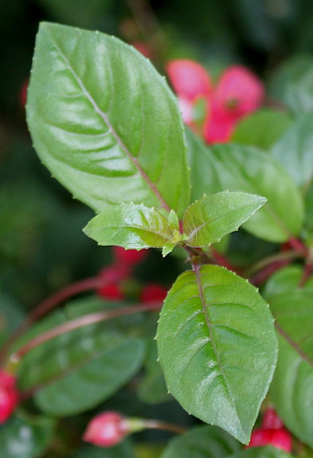 Image of Fuchsia hybrida specimen.