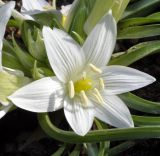 Ornithogalum