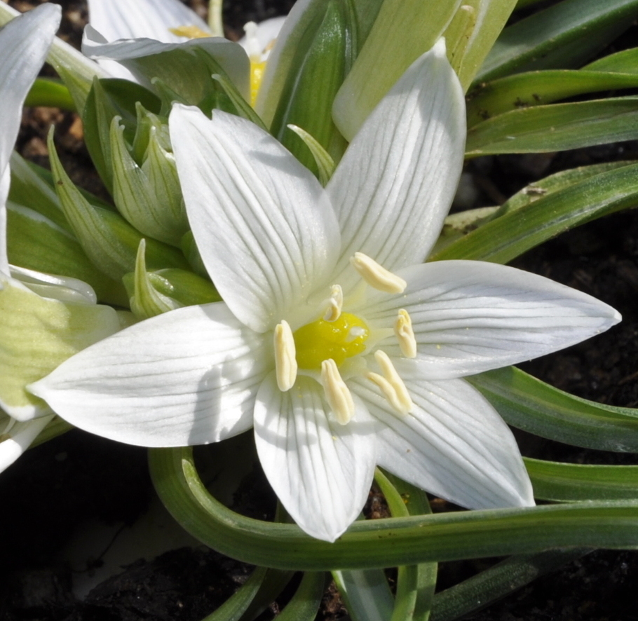 Изображение особи род Ornithogalum.