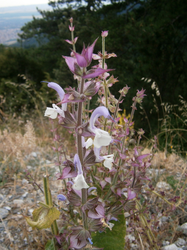 Изображение особи Salvia sclarea.