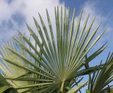 Trachycarpus fortunei. Лист (нижняя сторона). Германия, г. Дюссельдорф, Ботанический сад университета. 02.03.2014.