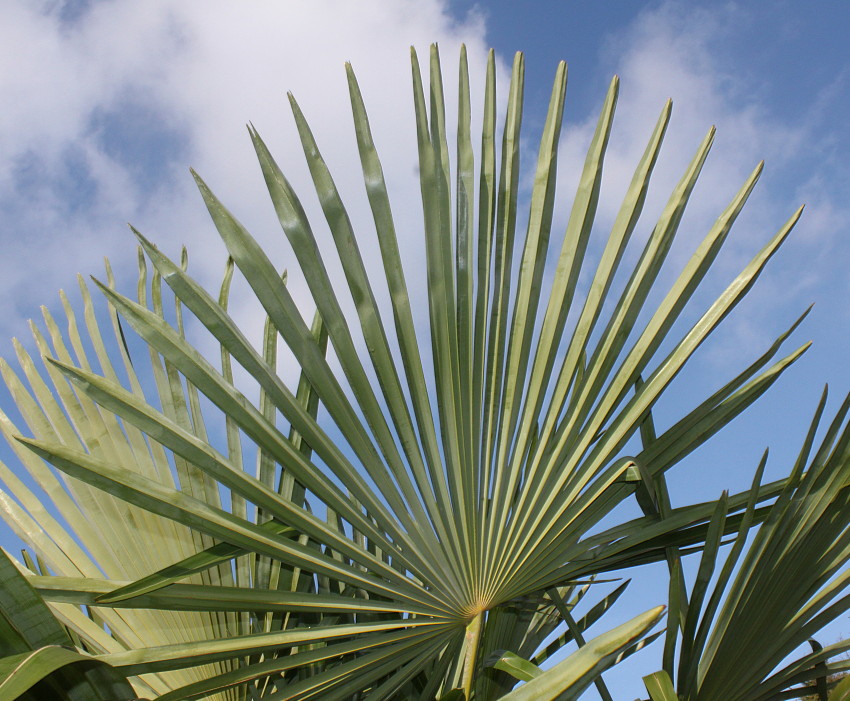 Image of Trachycarpus fortunei specimen.