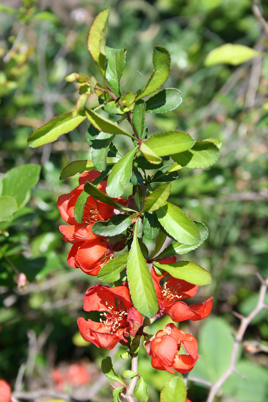 Image of Chaenomeles japonica specimen.