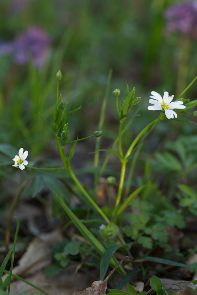 Image of Stellaria holostea specimen.