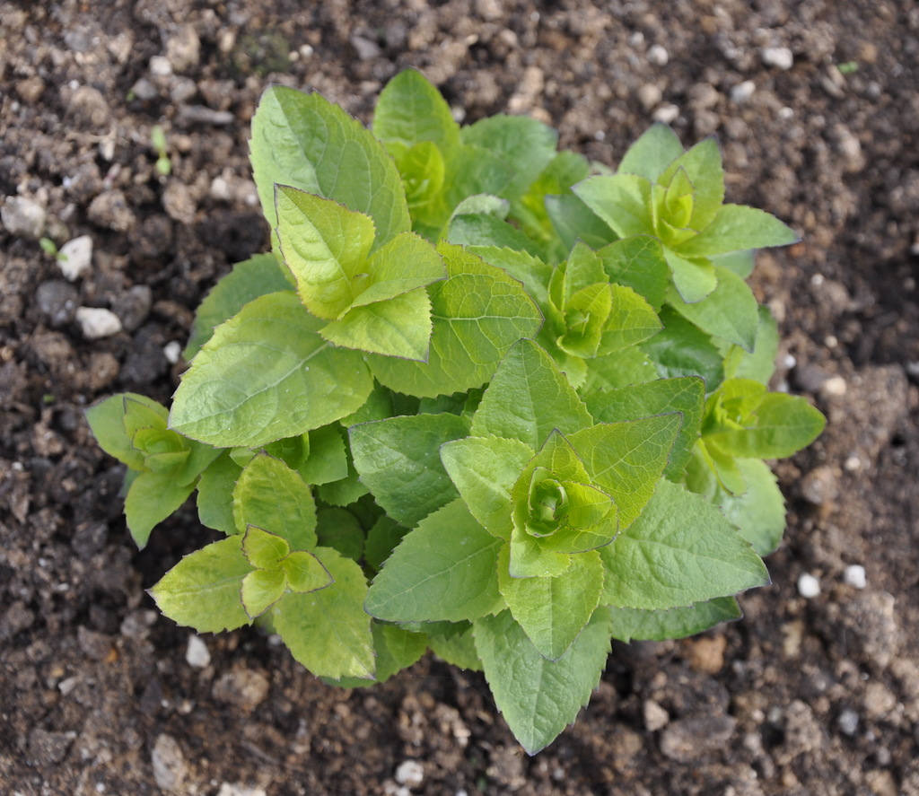 Image of Platycodon grandiflorus specimen.