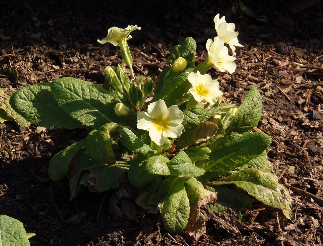 Image of Primula vulgaris specimen.