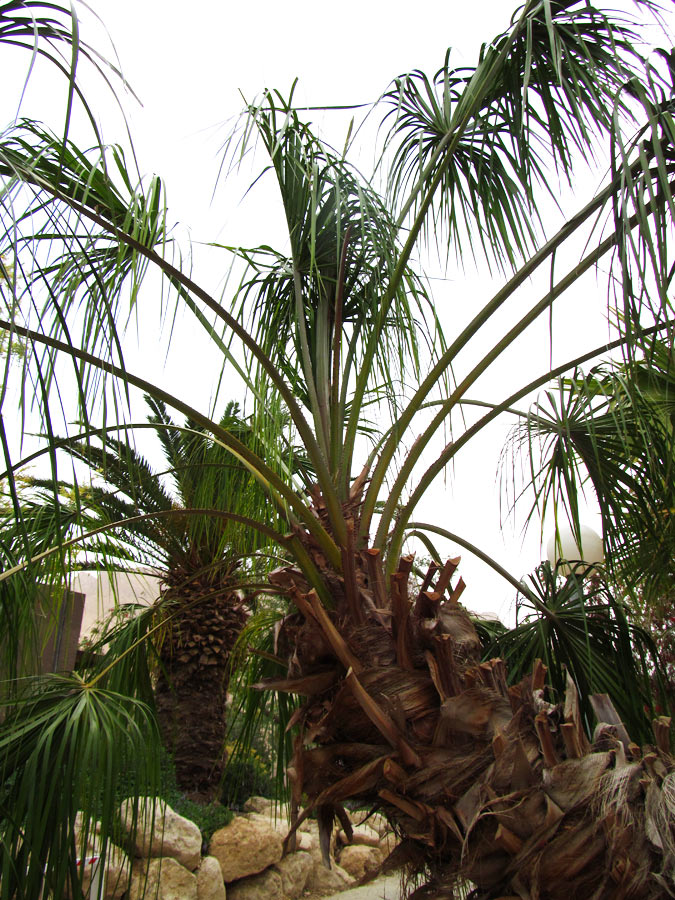 Image of Livistona decipiens specimen.