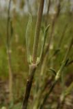 Silene graniticola