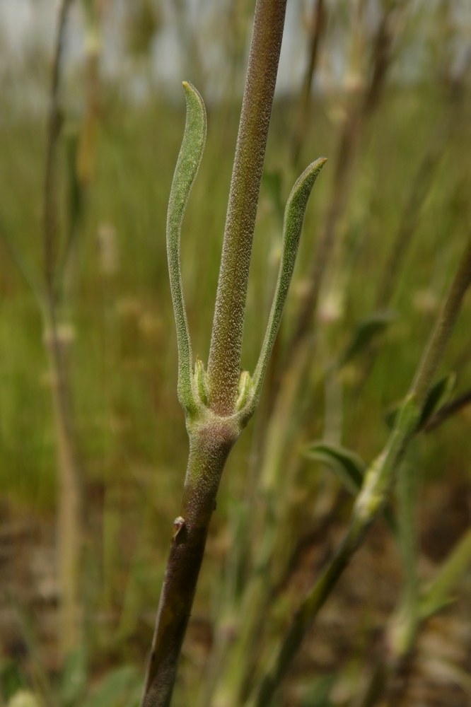 Image of Silene graniticola specimen.