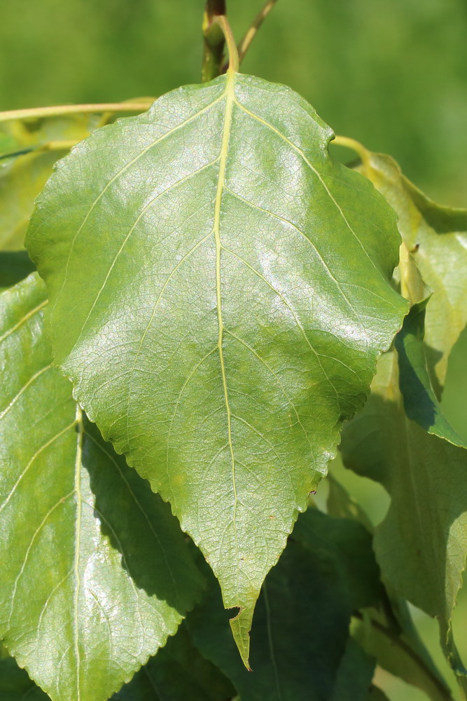 Изображение особи Populus &times; berolinensis.