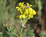 Erysimum cuspidatum