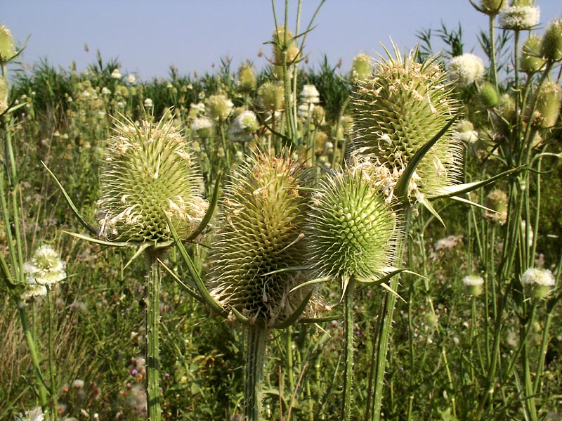 Image of Dipsacus laciniatus specimen.