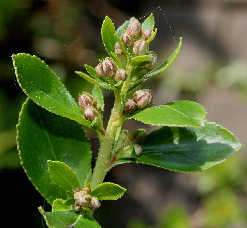 Изображение особи Escallonia virgata.