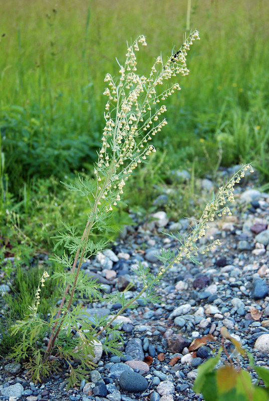 Image of Artemisia sieversiana specimen.