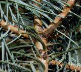 Abies concolor