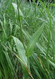 Cirsium pannonicum