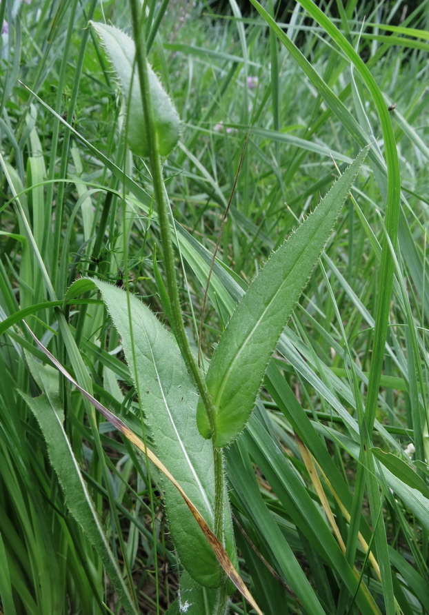 Изображение особи Cirsium pannonicum.