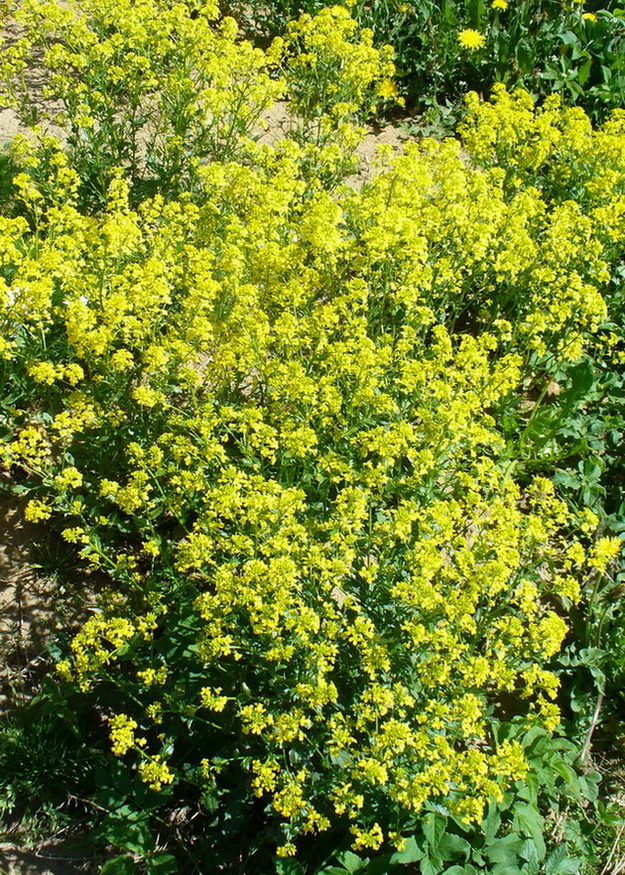 Image of Barbarea arcuata specimen.