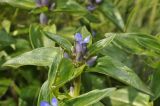 Gentiana cruciata