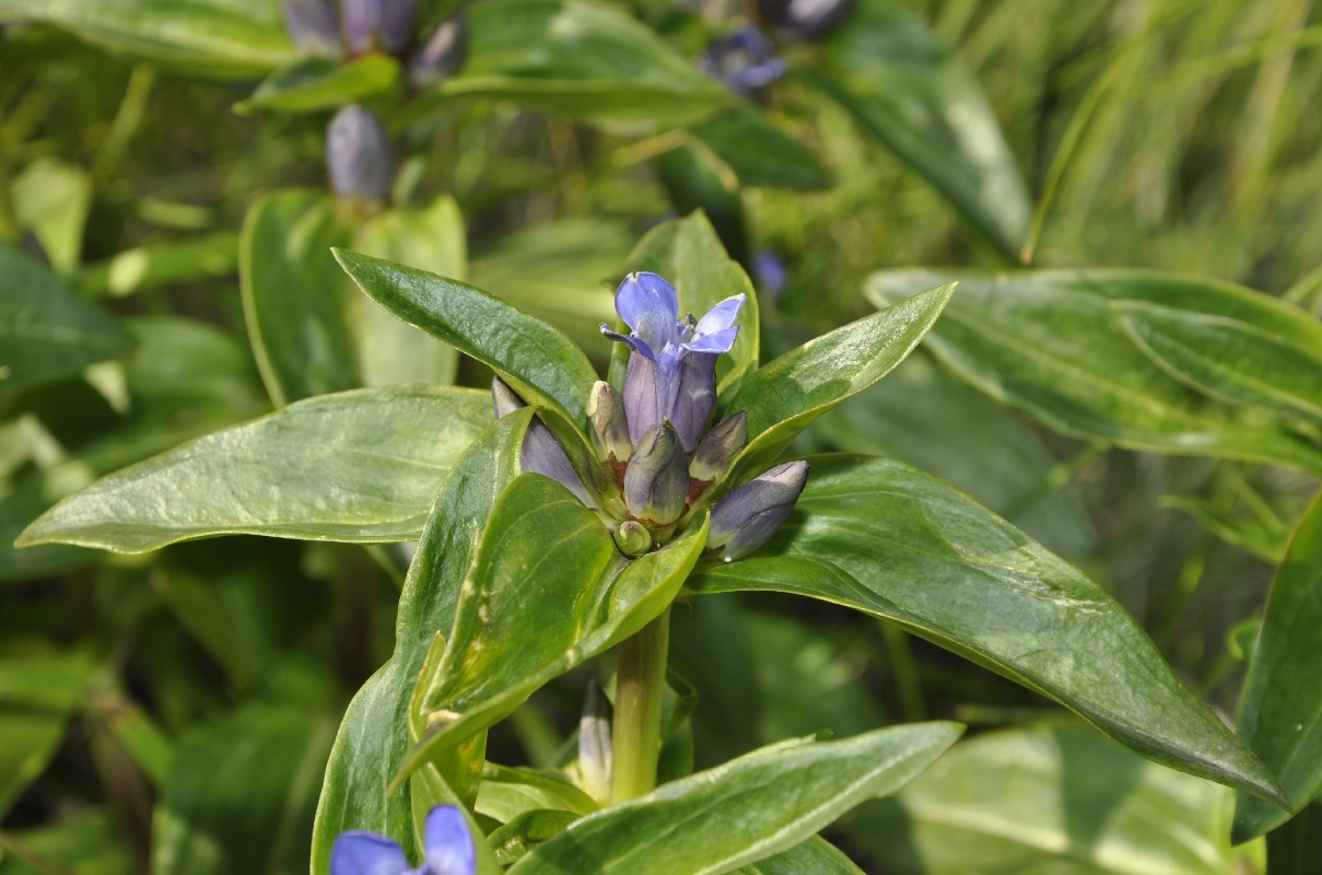 Image of Gentiana cruciata specimen.