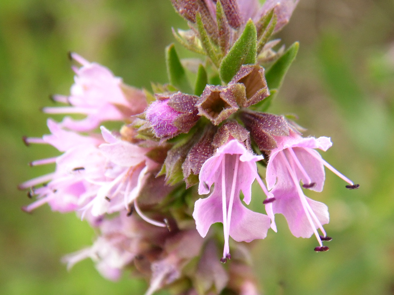 Image of Hyssopus officinalis specimen.