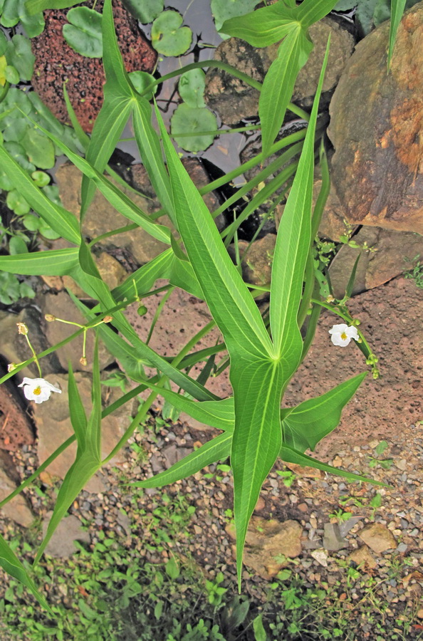 Image of Sagittaria aginashi specimen.