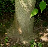 Bothrocaryum controversum. Комлевая часть ствола. Германия, г. Дюссельдорф, Ботанический сад университета. 03.06.2014.