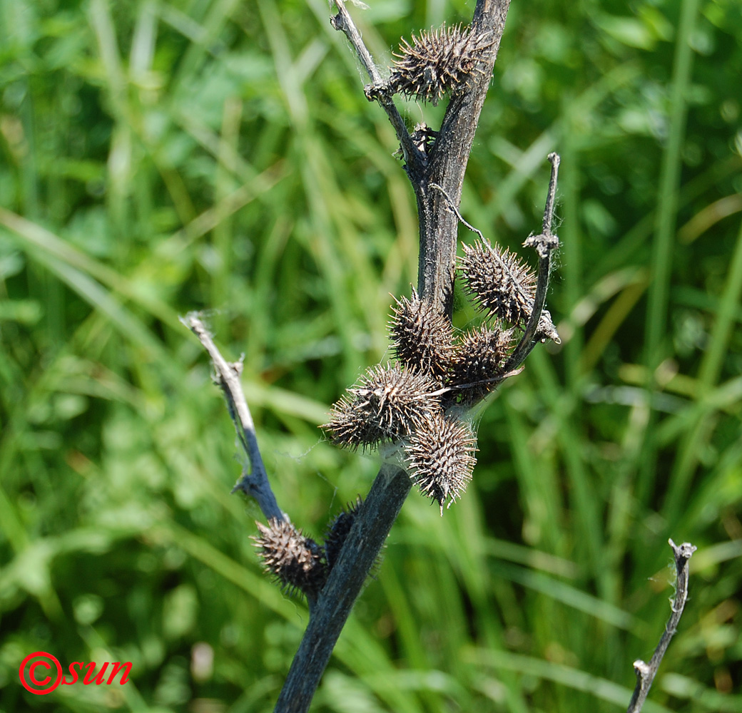 Изображение особи Xanthium orientale.