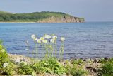 Papaver amurense