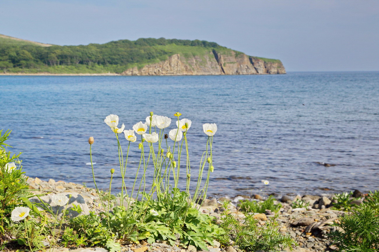 Изображение особи Papaver amurense.