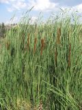 Typha austro-orientalis