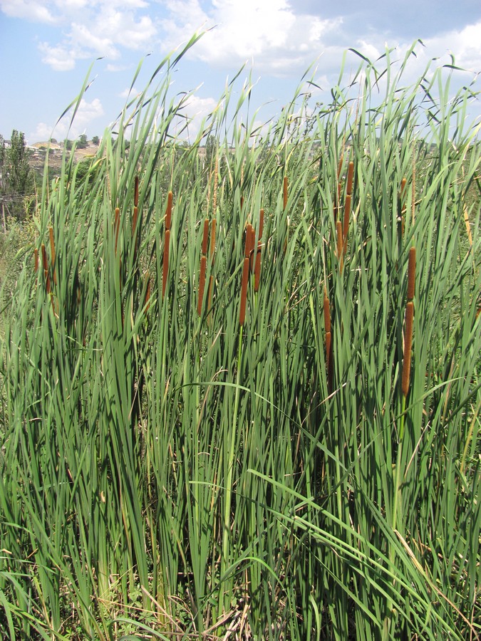 Image of Typha austro-orientalis specimen.