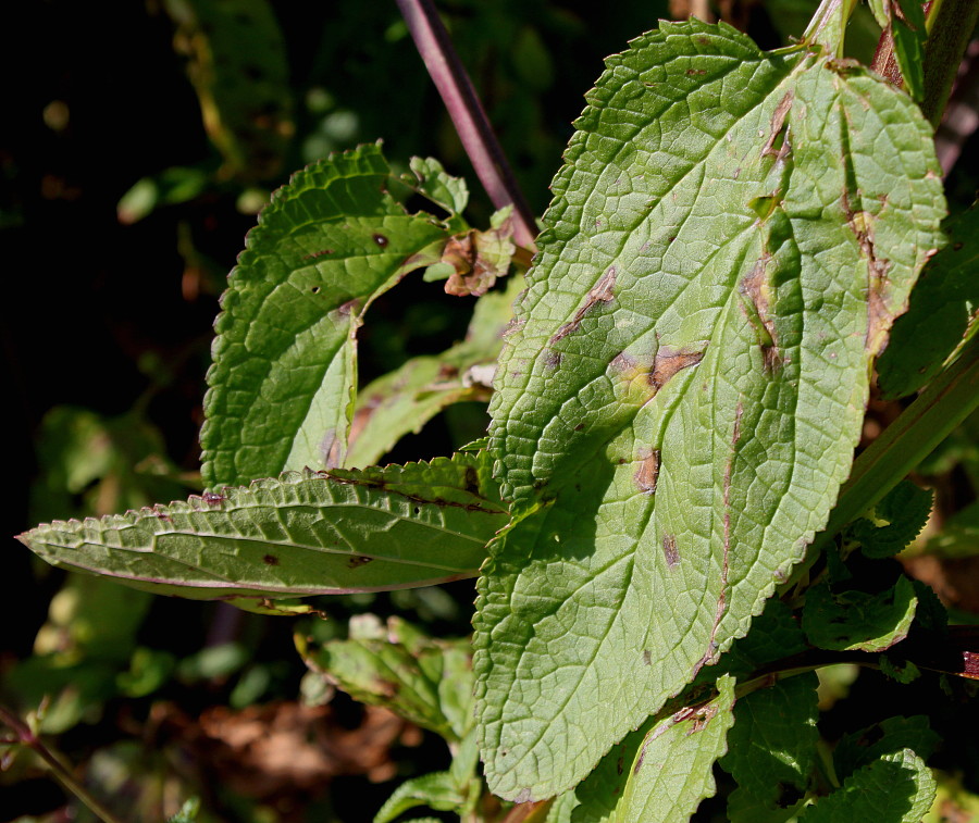 Image of Scrophularia umbrosa specimen.