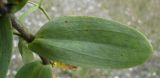 Gypsophila perfoliata