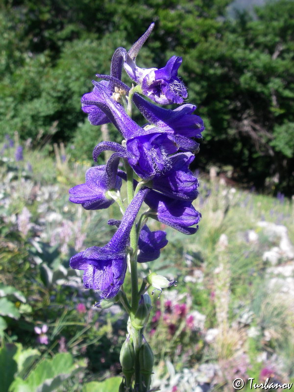 Image of Delphinium fissum specimen.