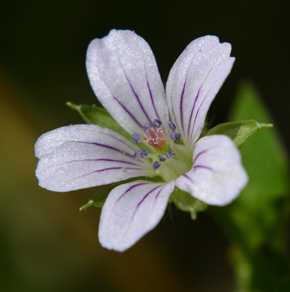 Image of Geranium sibiricum specimen.
