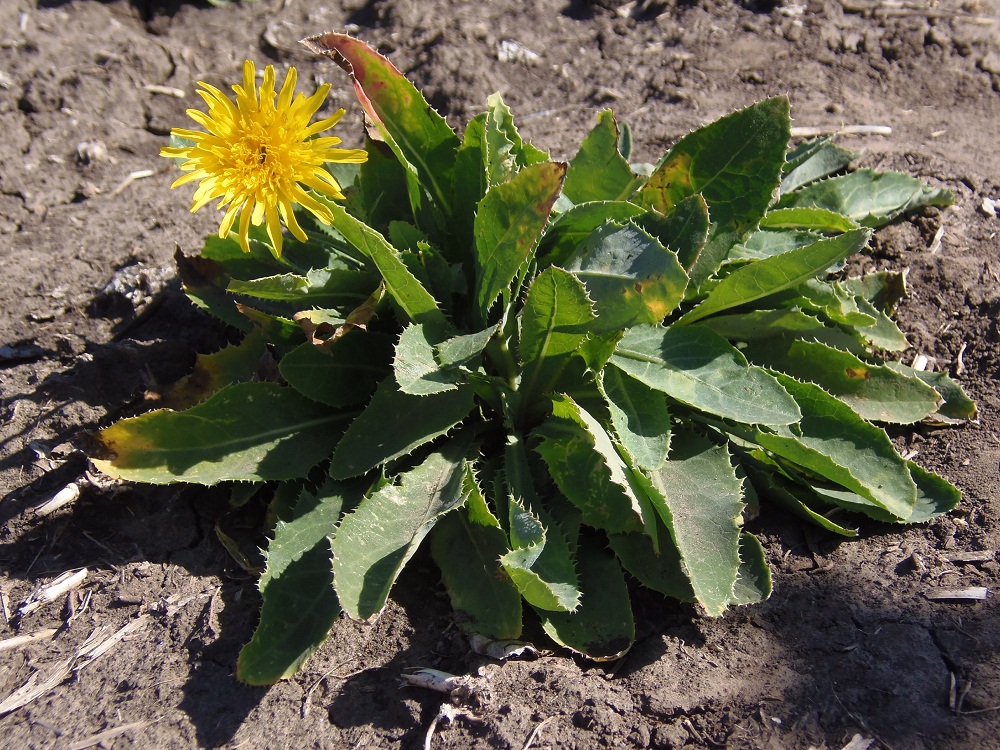 Image of Sonchus arvensis ssp. uliginosus specimen.