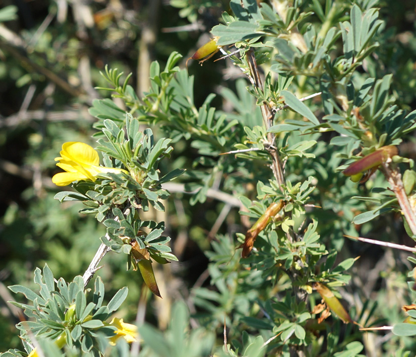 Изображение особи Caragana spinosa.